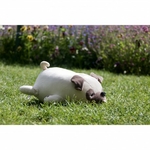 nemu-nemu-hana-bulldog-taille-m-27-cm-2