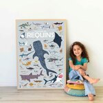 poppik-poster-stickers-requins-sharks-pedagogique-educatif-autocollants-1-600x600