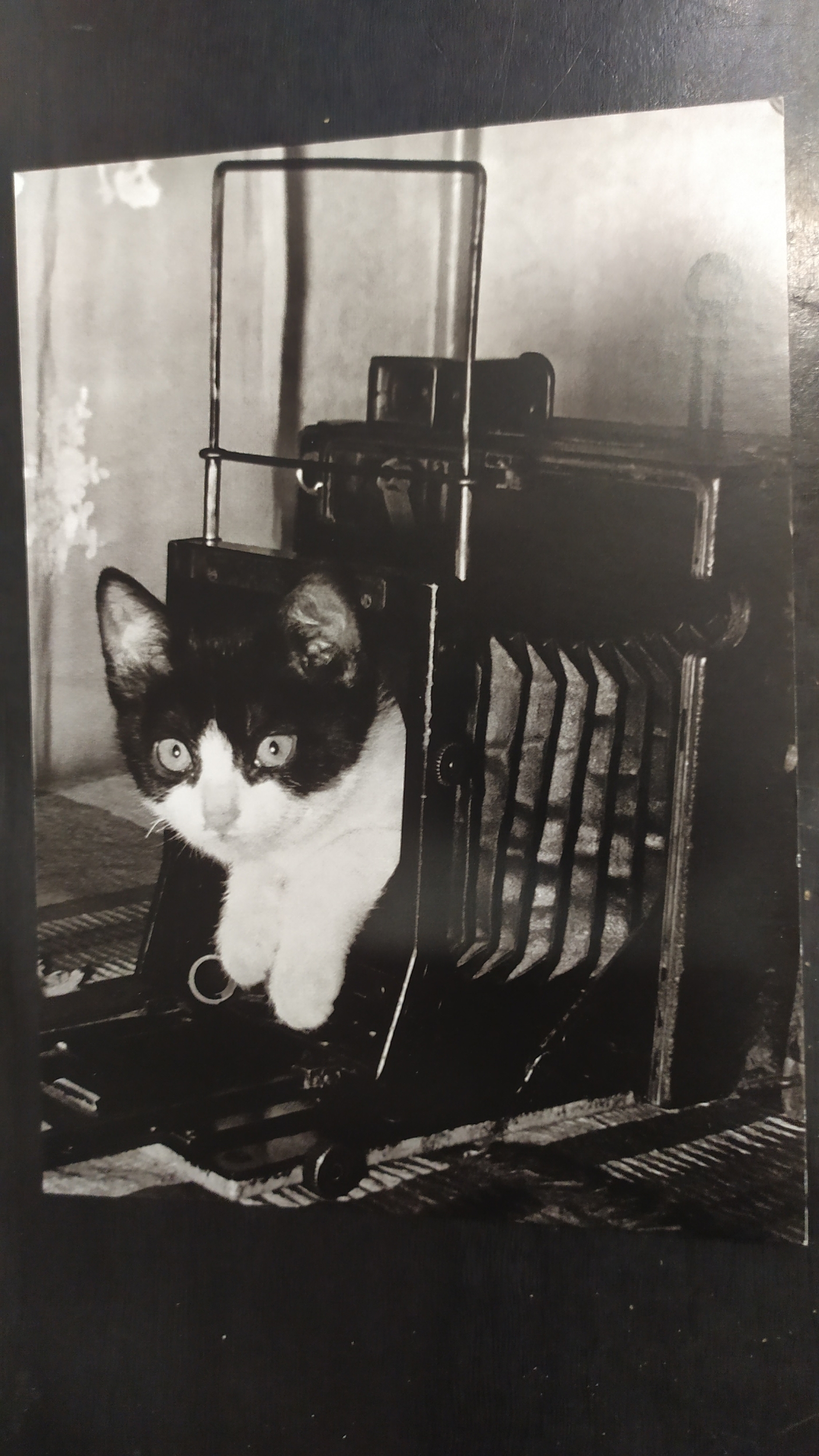 chat dans appareil photo