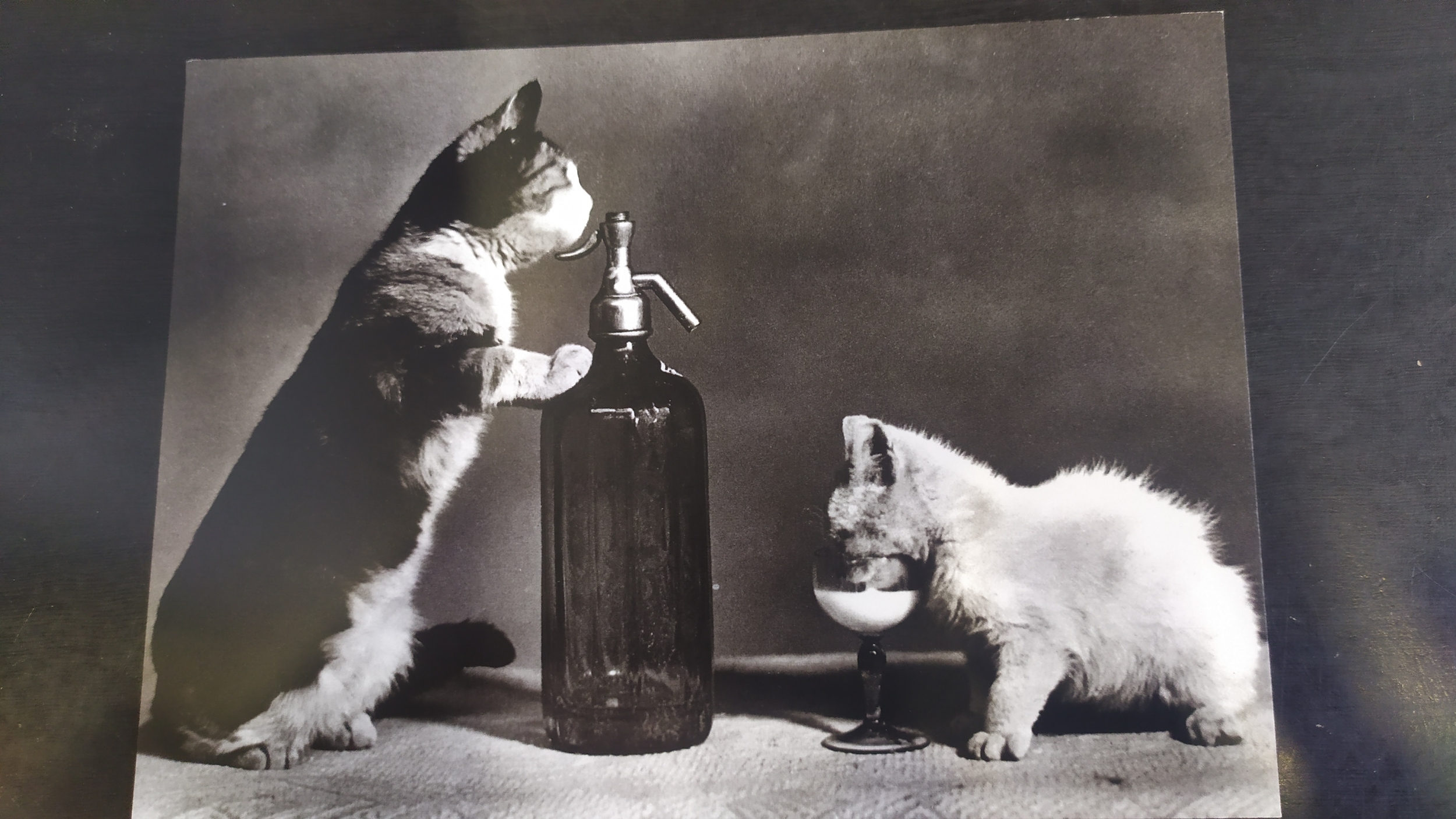 chats qui jouent