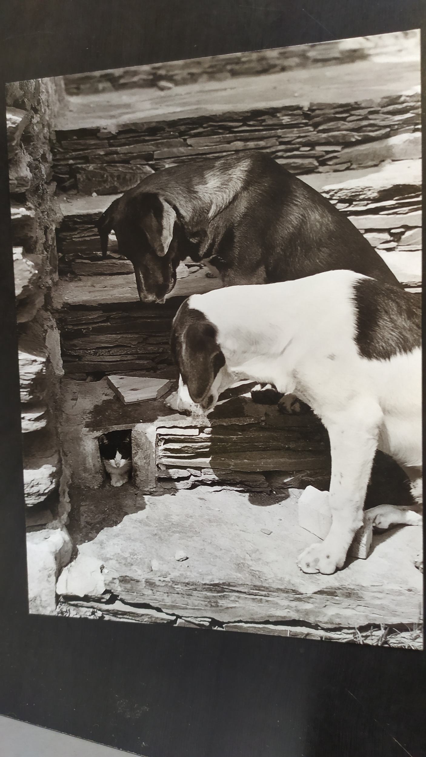 chiens et chat