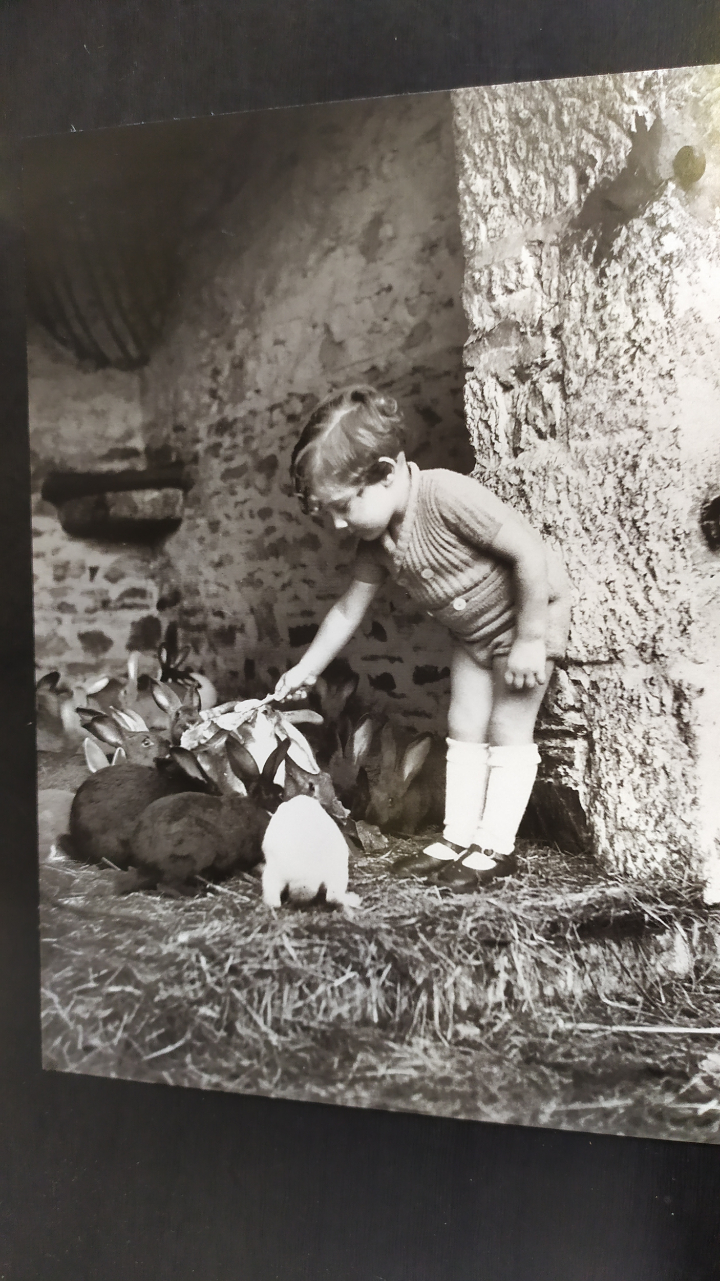 enfant nourrisant les lapins
