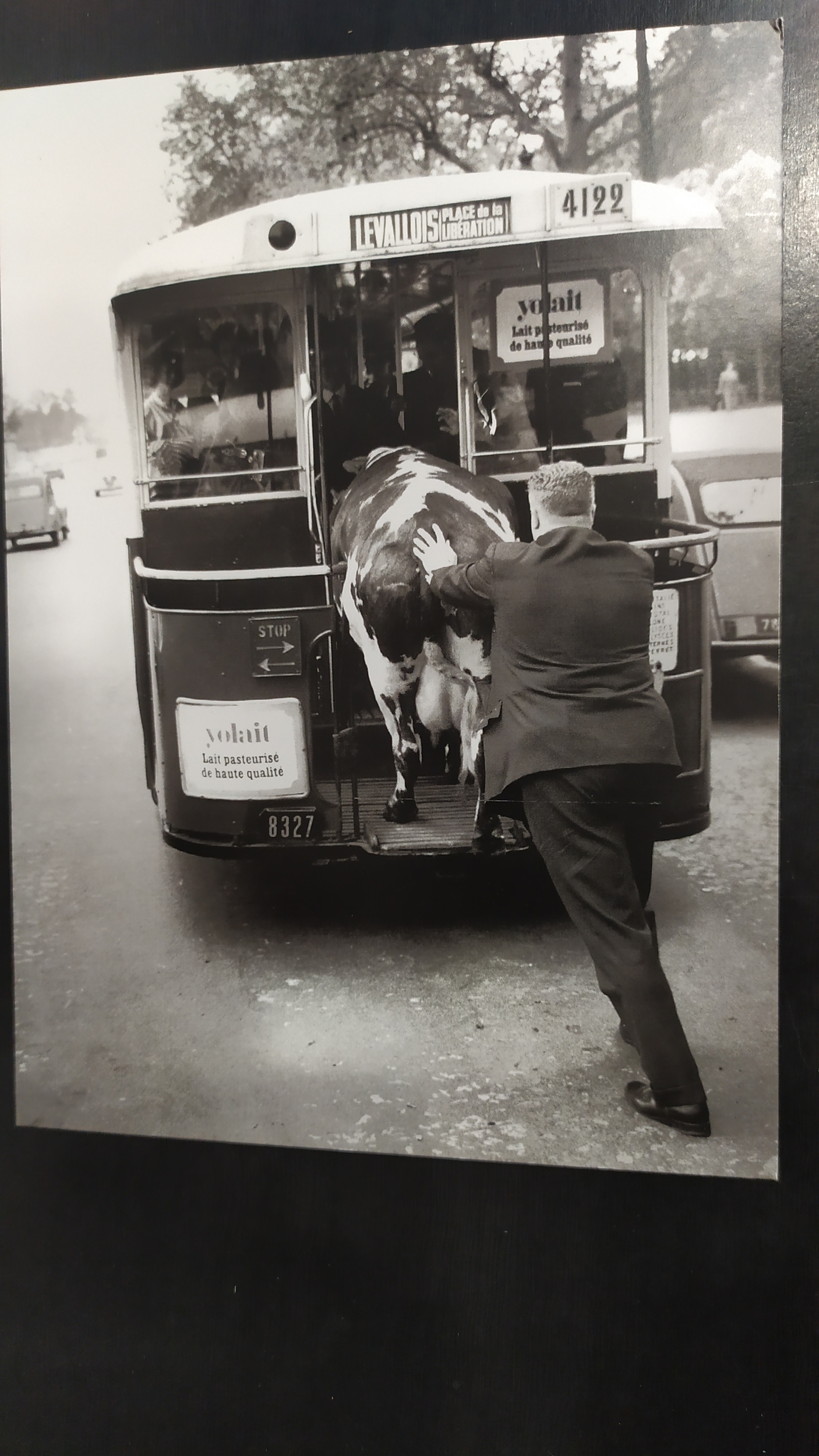 monsieur rentrant une vache dans un autobus