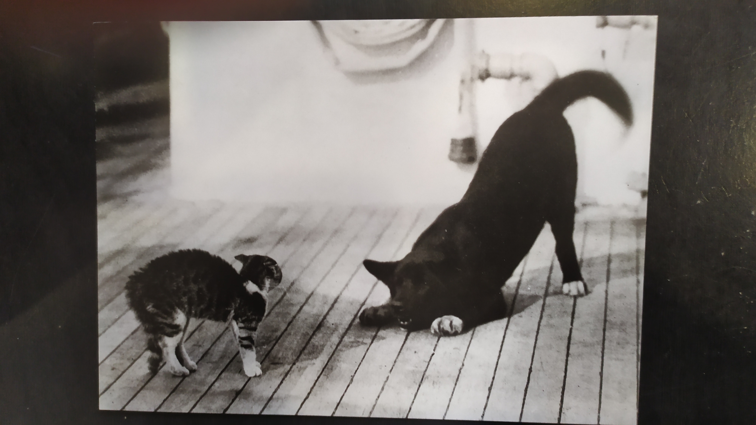rencontre chien et chat