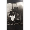 chat dans appareil photo