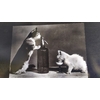 chats qui jouent