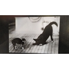 rencontre chien et chat