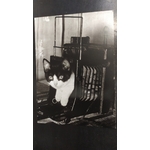 chat dans appareil photo