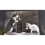 chats qui jouent