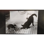 rencontre chien et chat