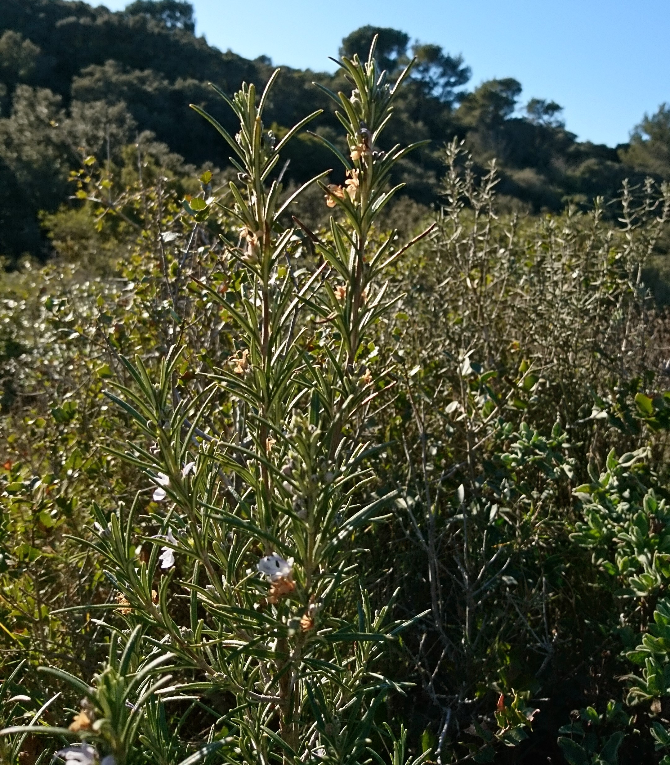 romarin1