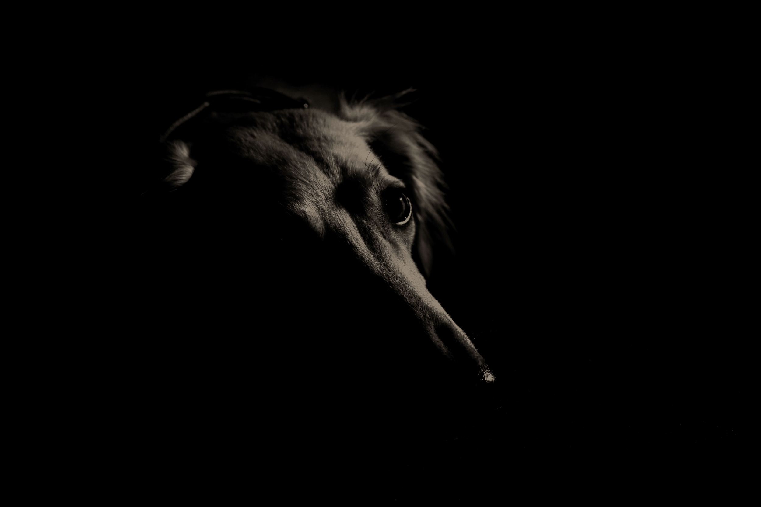 chien perdu copie