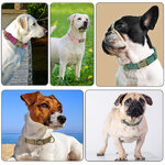 Collier-d-identification-de-chien-personnalis-tiquette-personnalis-e-avec-boucle-en-m-tal-cuir-rembourr