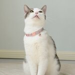 Collier-de-s-curit-en-nylon-d-gagement-rapide-pour-chat-et-chiot-accessoire-r-glable