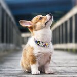 Collier-en-Nylon-personnalis-pour-animaux-de-compagnie-identification-plaque-de-nom-grav-accessoires-pour-chiots
