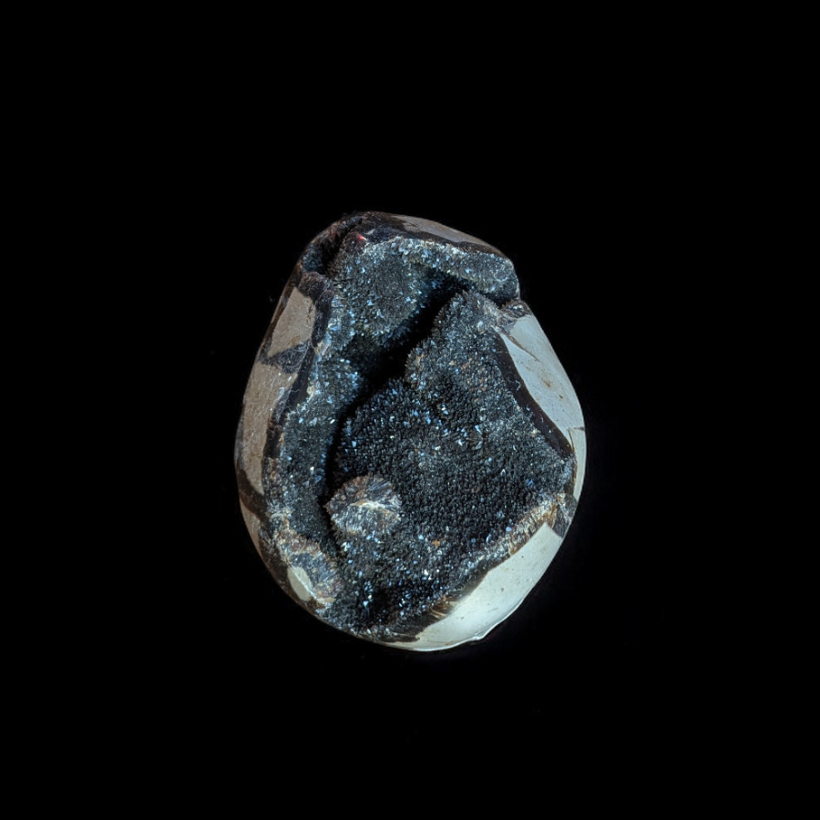 Septaria sauvage