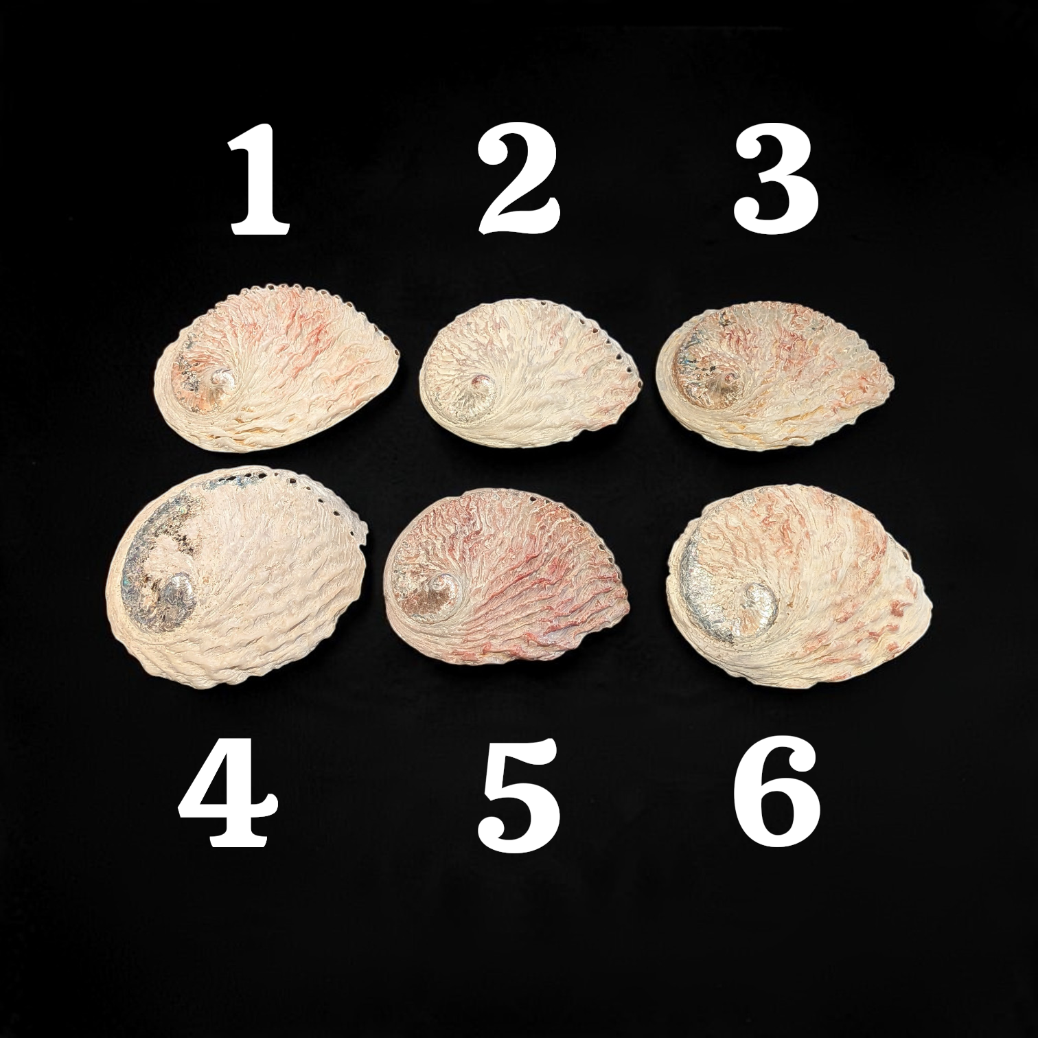 Coquille d\'Abalone (Ormeau) modèle moyen
