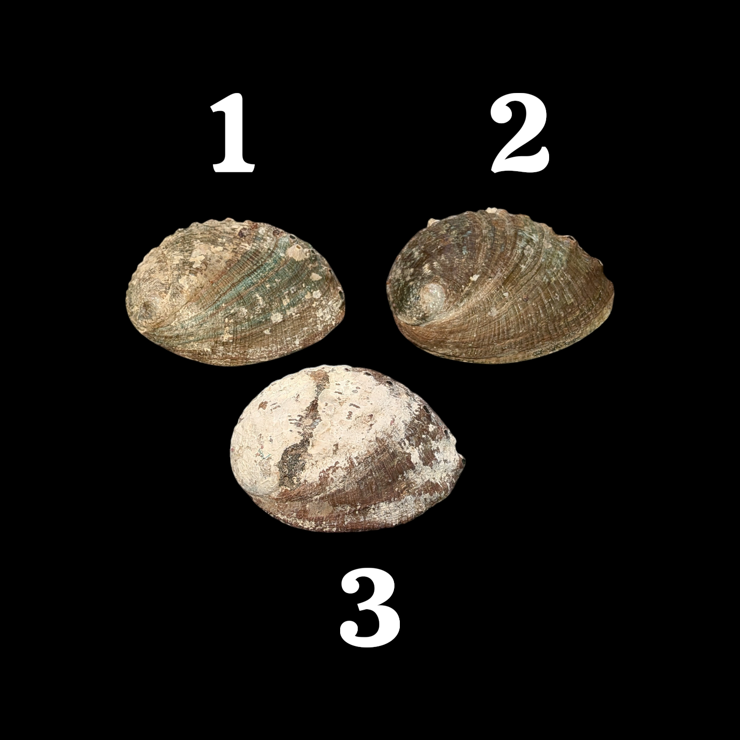 Coquille d\'Abalone (Ormeau) petit modèle