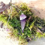 Pendule-amethyste-cone