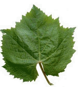 feuille malbec auxerrois