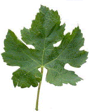feuille merlot