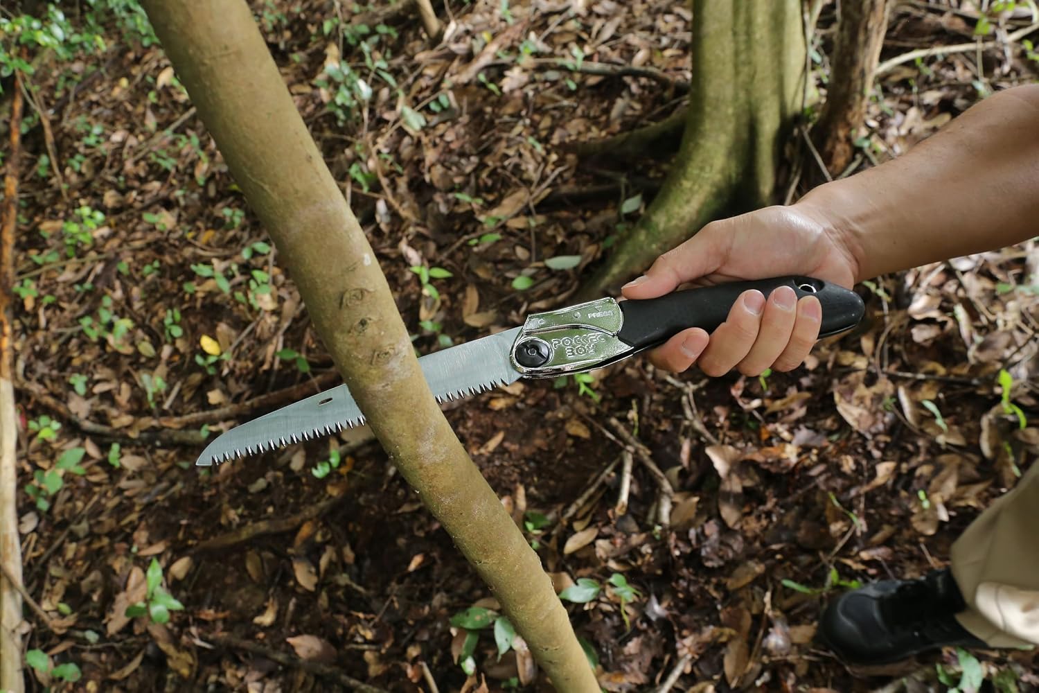 Main sciant une jeune tige avec la scie pliante Silky Pocketboy 170, en sous-bois
