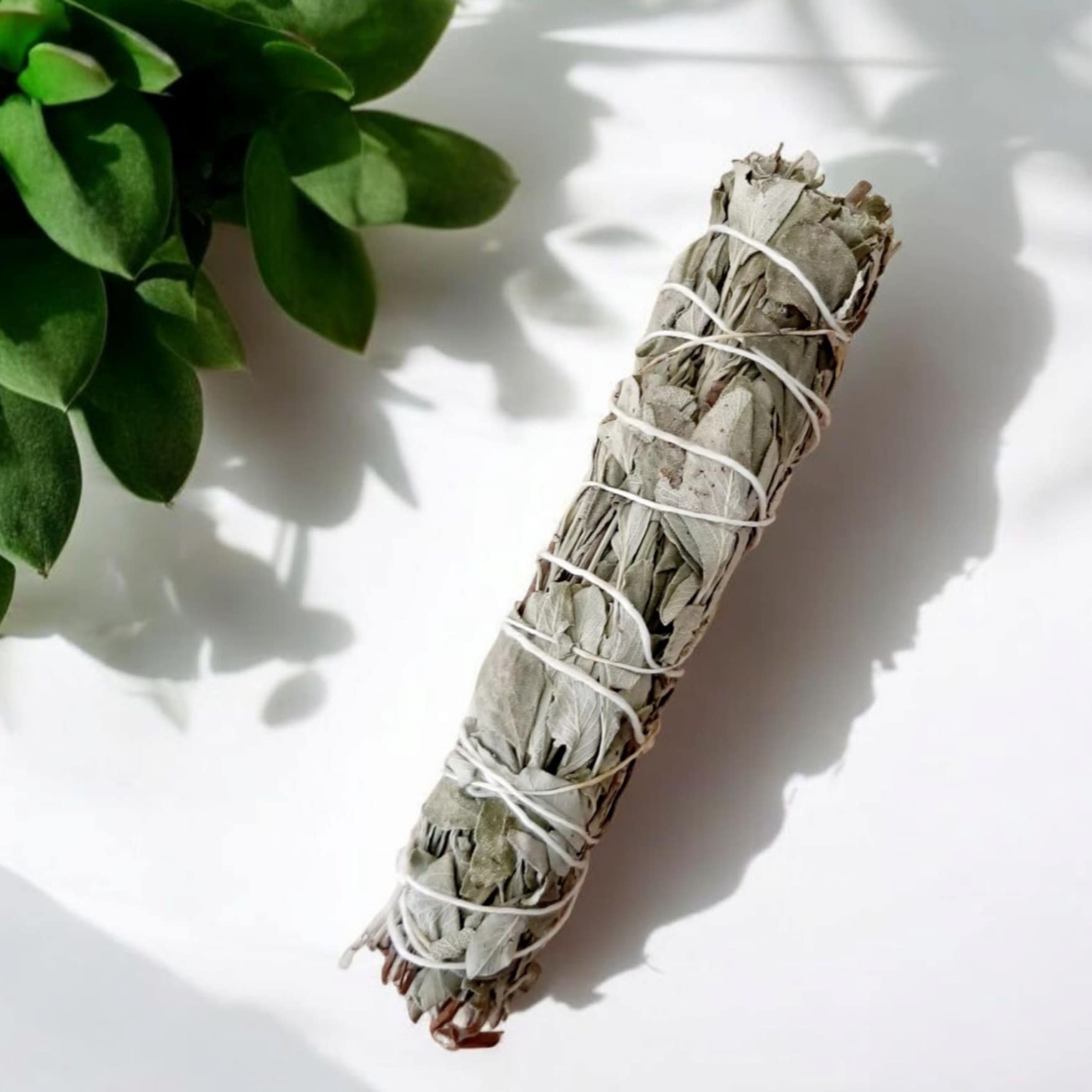 Fagot de sauge officinale séchée 30 g pour fumigation