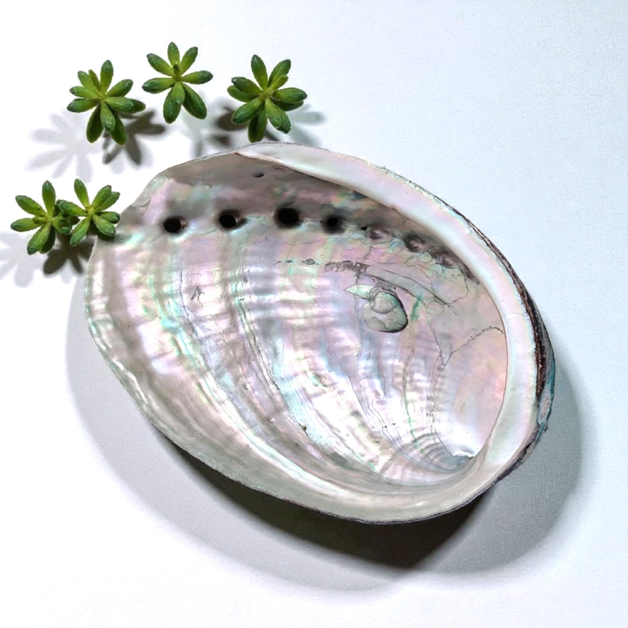 coquille dormeau