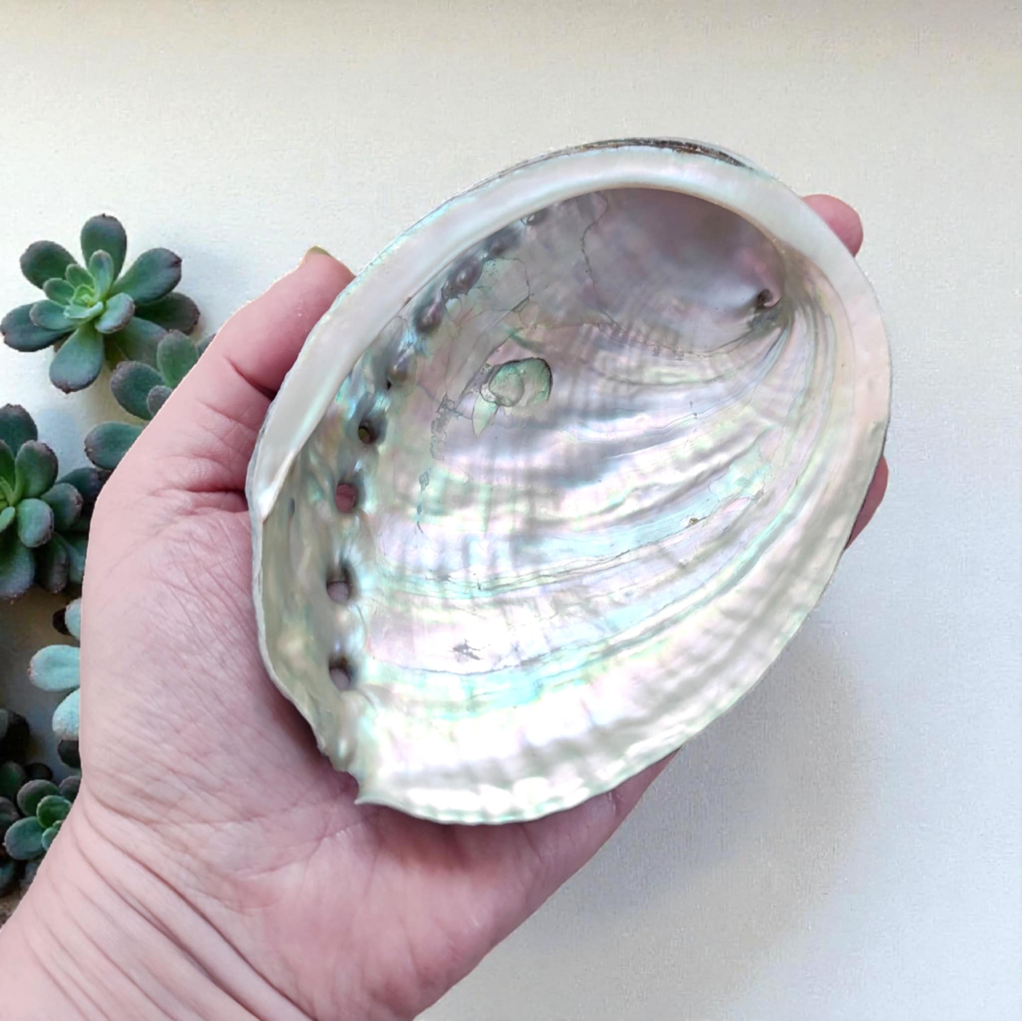 Coquille d’ormeau naturelle nacrée 12 cm pour pierres et bijoux