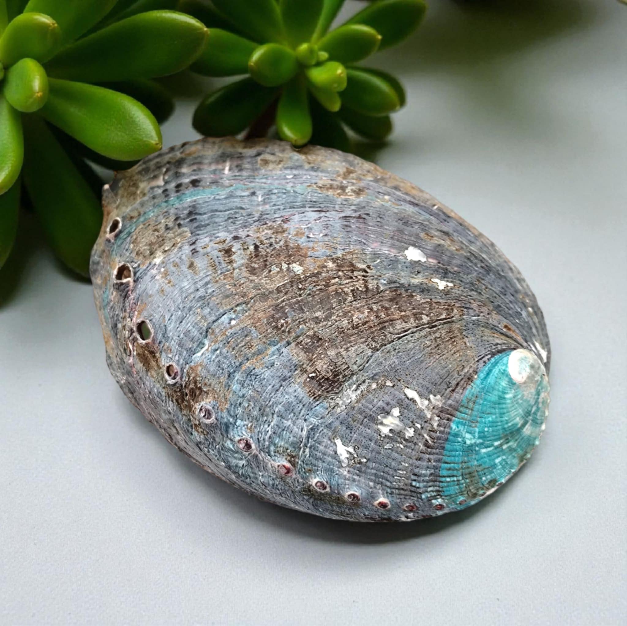 Coquille d’ormeau naturelle nacrée 12 cm pour pierres et bijoux