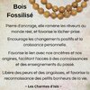 Bois fossilisé
