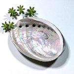 coquille d'ormeau