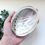 Coquille d’ormeau naturelle nacrée 12 cm pour pierres et bijoux