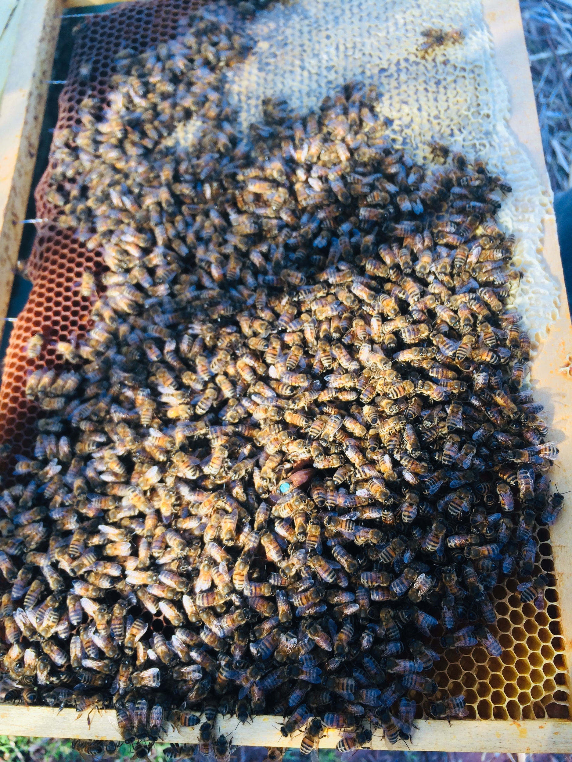 Essaim D\'abeilles Ligustica sur 4 Cadres Dadant