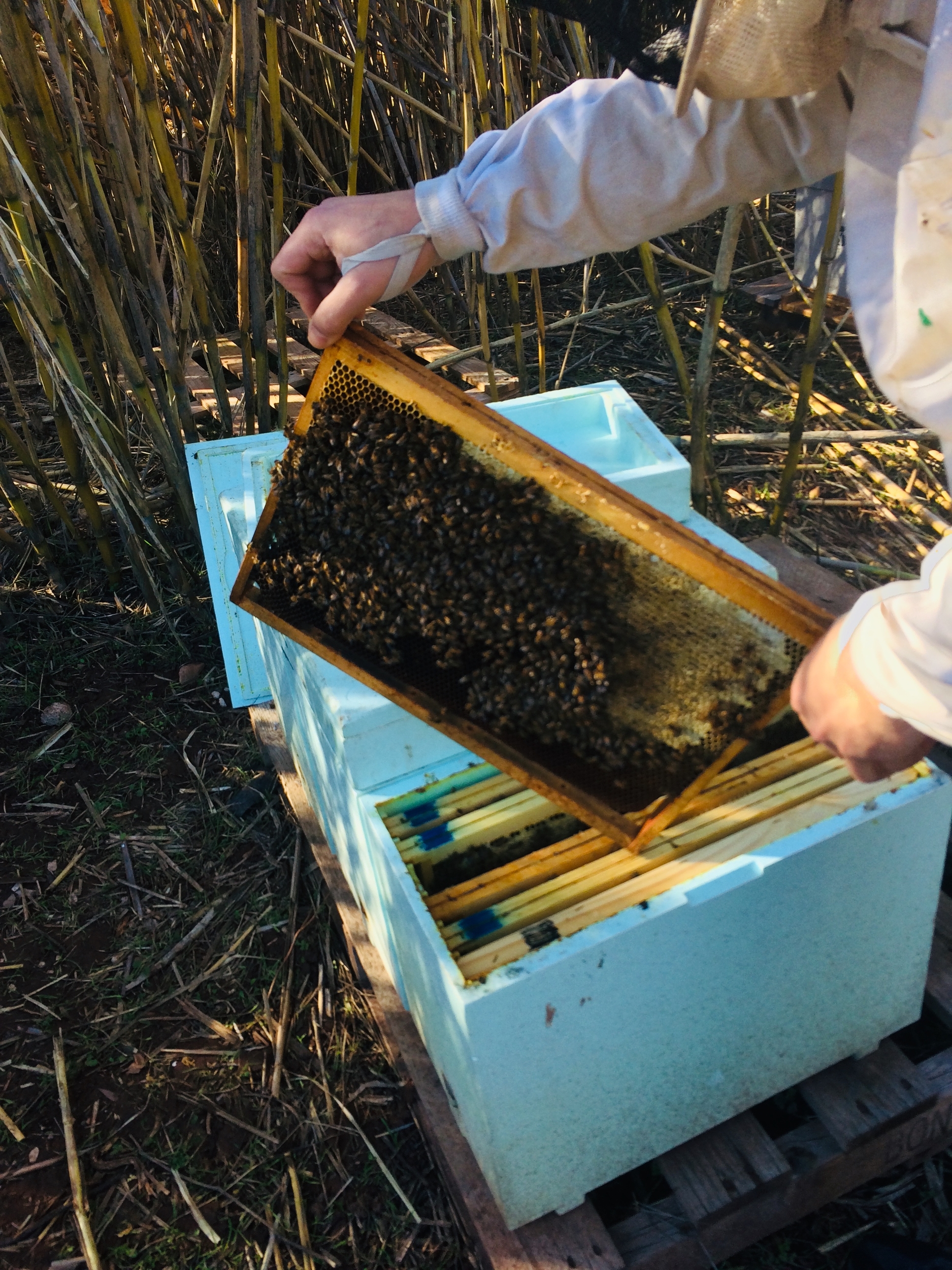 Essaim D\'abeilles Ligustica sur 6 Cadres Dadant