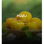 liqueur japonais e yuzu citron cocktail
