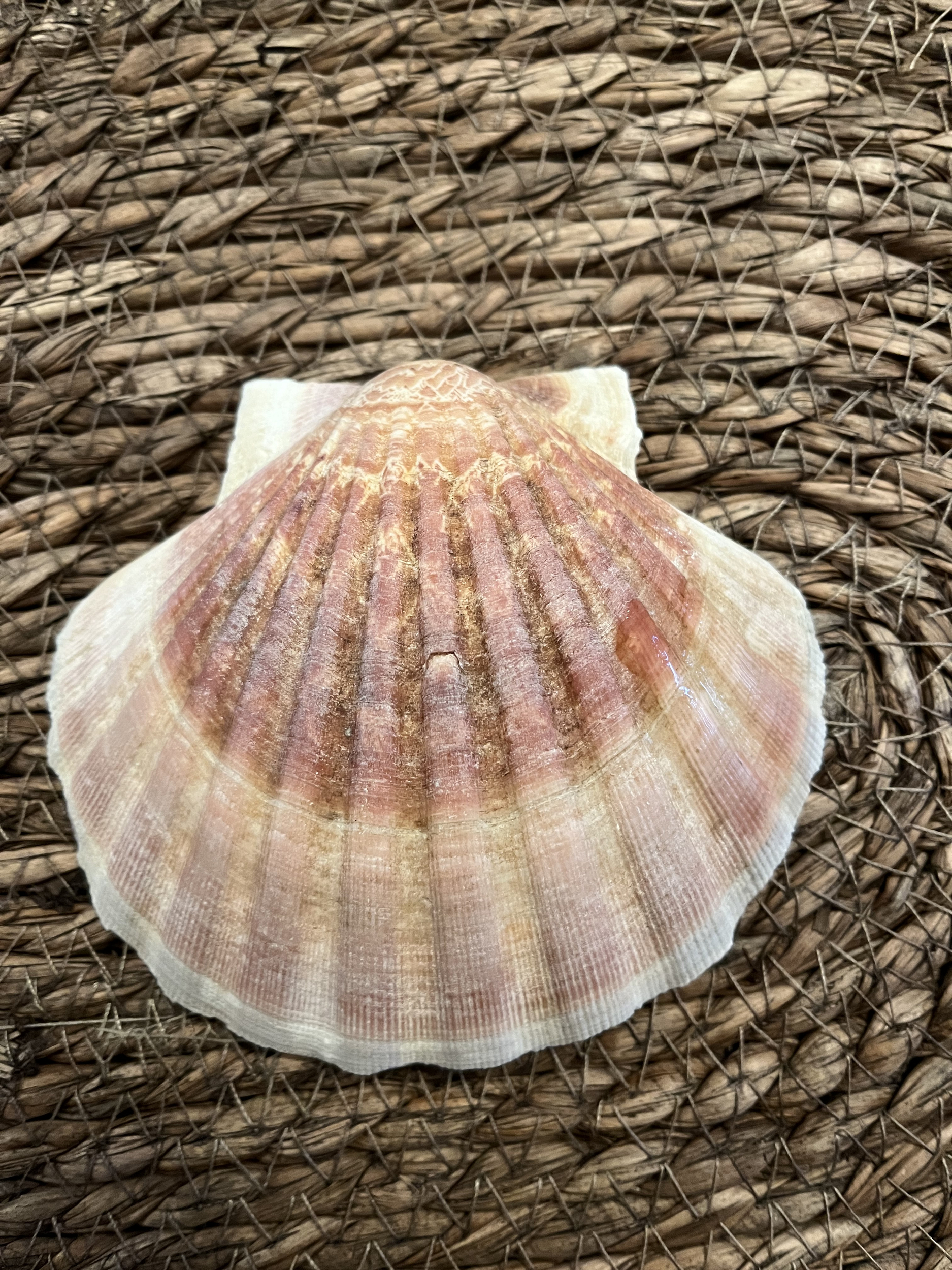 Coquille St Jacques Bretonne creuse