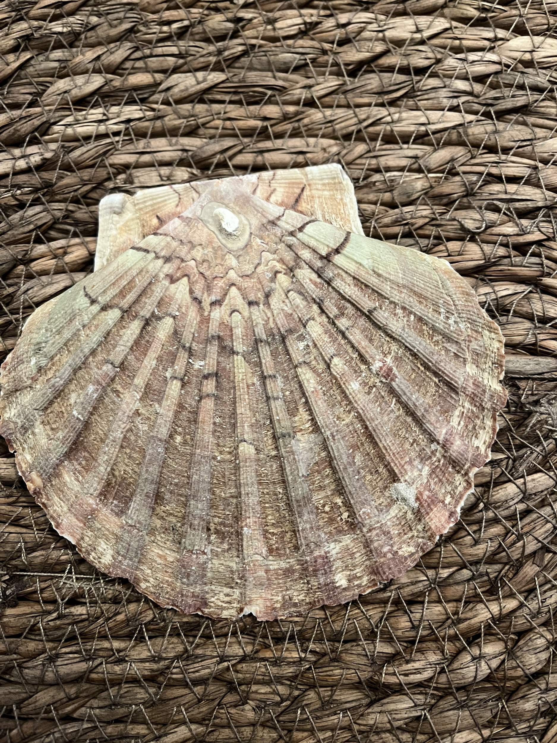 coquille b