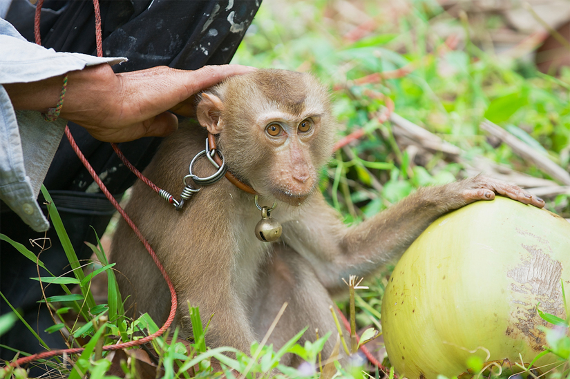 singe 1