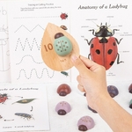 Jouet-de-maths-Montessori-C-T-cinelle-animale-tude-sur-les-insectes-comptage-en-bois-apprentissage