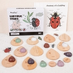 Jouet-de-maths-Montessori-C-T-cinelle-animale-tude-sur-les-insectes-comptage-en-bois-apprentissage