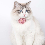 Collier-en-coton-pour-animaux-de-compagnie-couleur-unie-pour-chat-avec-fleur-boucle-r-glable