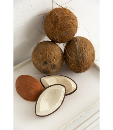 coco-the-coconut (3)