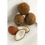 coco-the-coconut (3)