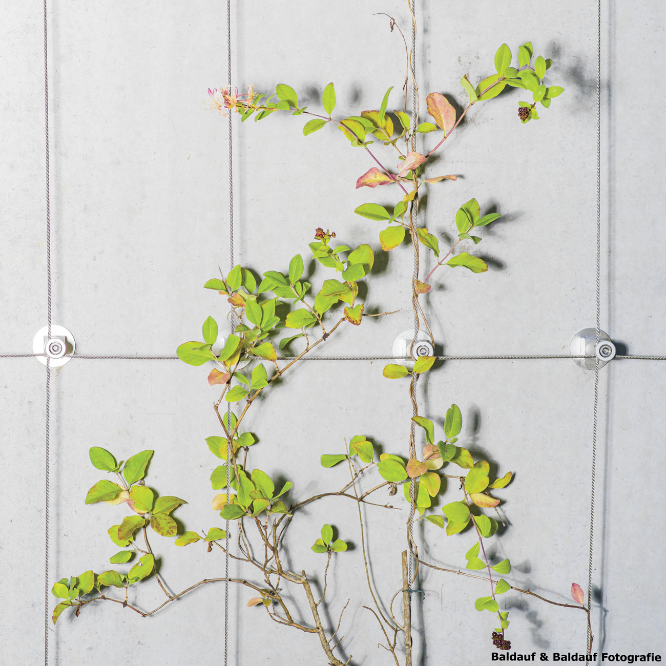 Solution-vegetalisation-pour-plantes-grimpantes
