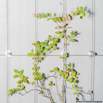 Solution-vegetalisation-pour-plantes-grimpantes
