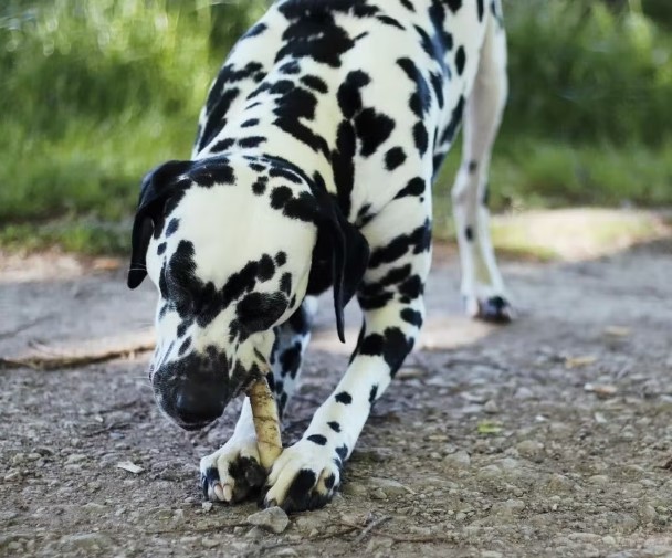 buffle torsadé2