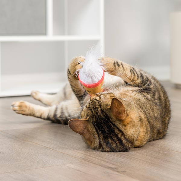 KIttybelles-Latte-My-Way-LS-2