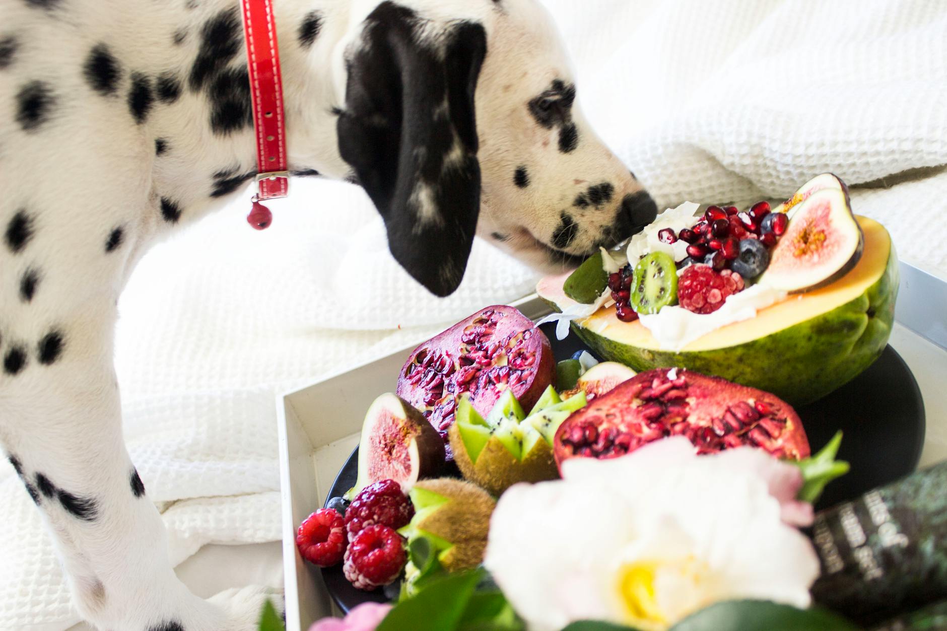 chien dalmatien noir et blanc manger des fruits