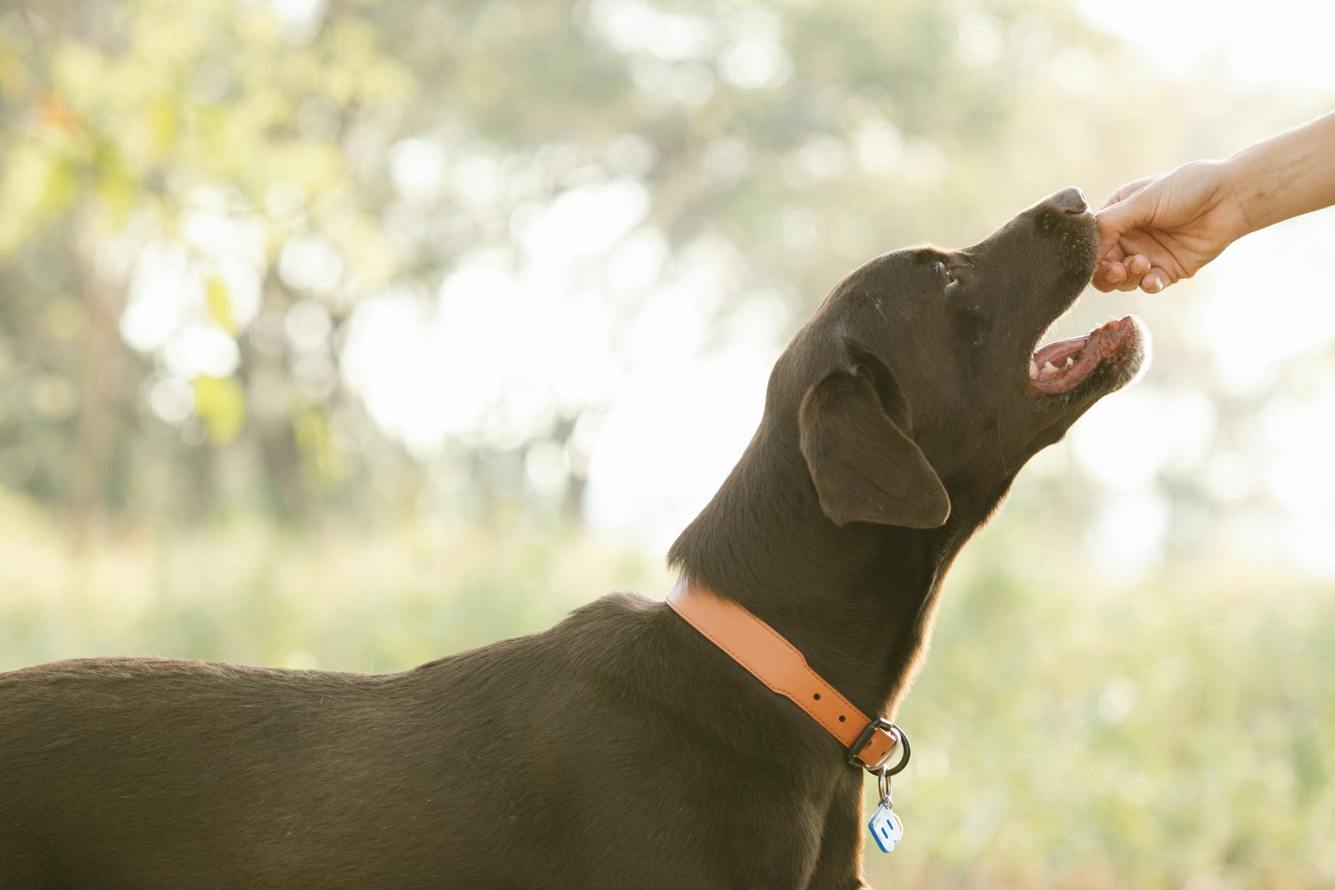photos gratuites de animal animal de compagnie canin
